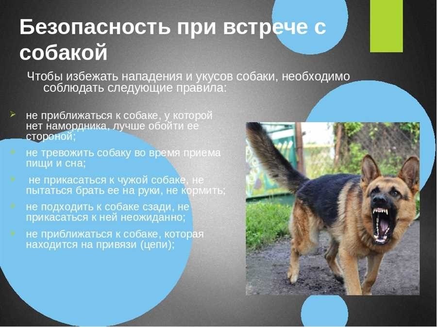 Безопасность на улицах как предотвратить нападение собак на людей